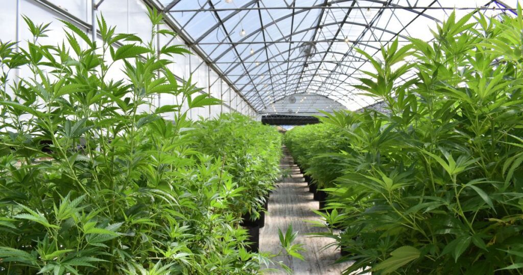 Cannabis Mother Plants in greenhouse